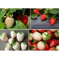 Hybrid Mixed Sweet Red Strawberry Plant Seeds - 32+Seeds. 
