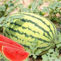 Testy And Juicy Watermelon (তরমুজ) Seeds 5 Pices ,All Season Seeds. 