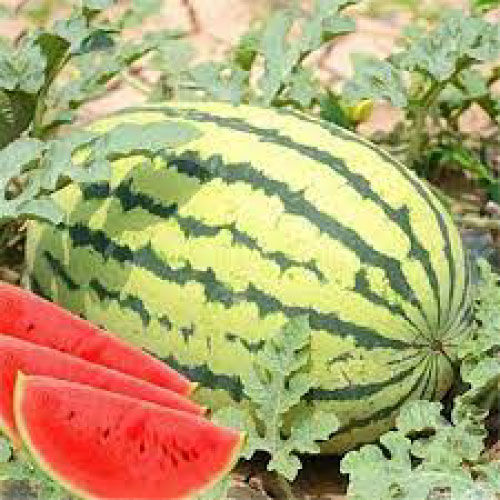 Testy%20And%20Juicy%20Watermelon%20(%E0%A6%A4%E0%A6%B0%E0%A6%AE%E0%A7%81%E0%A6%9C)%20Seeds%205%20Pices%20,All%20Season%20Seeds%20-%20Image%202