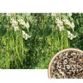 Baromashi Sojina ODC-3 (Moringa) Seed - 5 Seeds. 