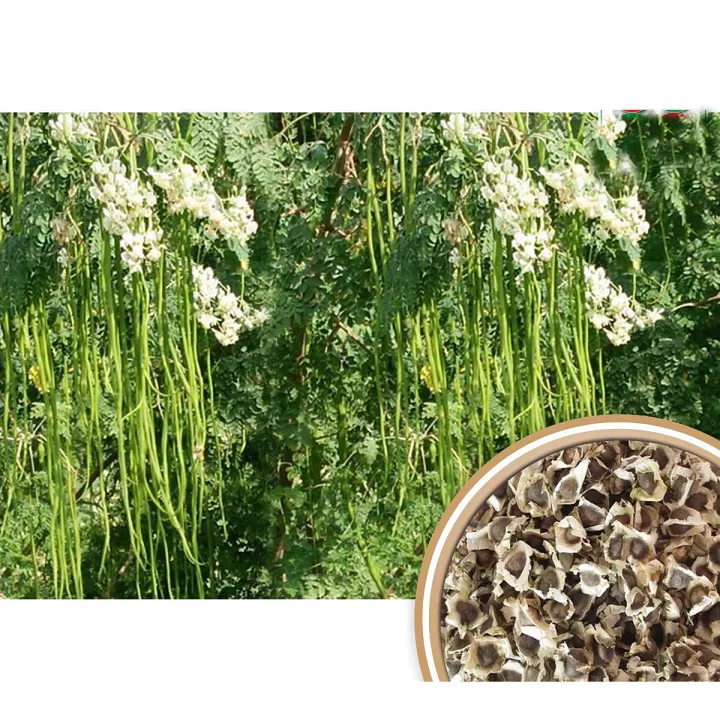 Baromashi%20Sojina%20ODC-3%20(Moringa)%20Seed%20-%205%20Seeds%20-%20Image%202