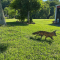 Sneaky Rustic Metal Fox Garden Decoration with Stakes-Woodland Animals Yard Gift for Her-Birthday Gift- Art Sculptures A Easy Install. 