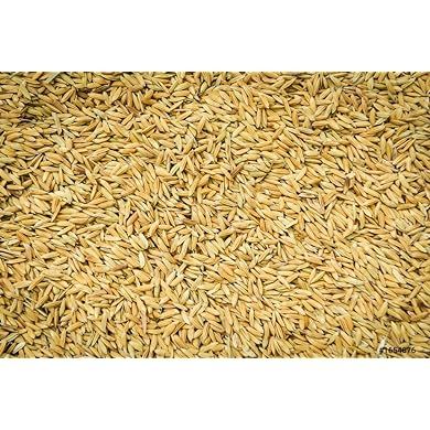 Pakistani%20Basmoti%20Rice%20Seeds%20-%20Image%205