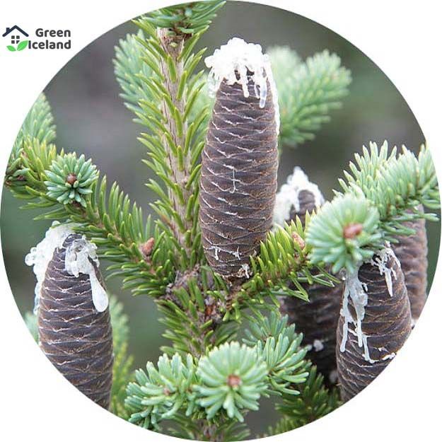 Fir%20Tree%20Seeds%20-%2030%20Pcs%20Seeds%20-%20Image%203