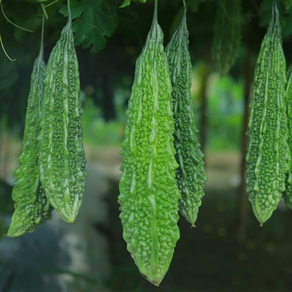 premium Hybrid Corola Seed 10 pcs
