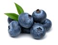 Blueberry Fruit Seeds - 50 Pieces +gift ( best quality seeds and 99% germination rate).