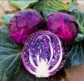 Purple cabbage seeds, Mid-early maturity - 100 seeds.