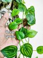 10 Feet Green Leaf String Lights, Battery Operated LED Fairy Lights with Leaf Garland, Warm Decorative Lights for Bedroom, Home, Wedding, Party, Indoor Outdoor.
