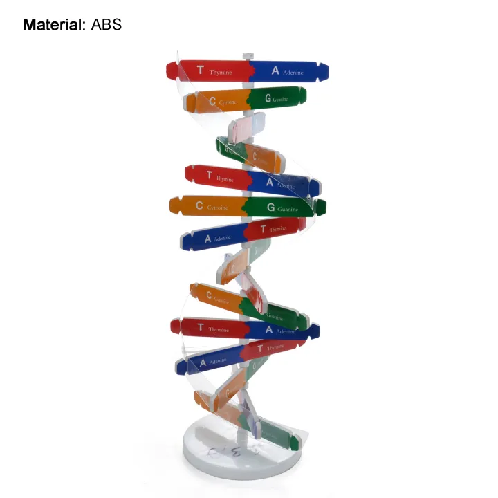 %EF%BC%88New%EF%BC%89DNA%20Model%20Double%20Helix%20tructure%20Teaching%20Toy%20AB%20Double%20Helix%20DIY%20Human%20Gene%20for%20Biological%20cience%20-%20Image%204