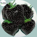 Organic Black Strawberry Seeds(কালো স্ট্রবেরি বীজ) - 30 Pcs Seeds.