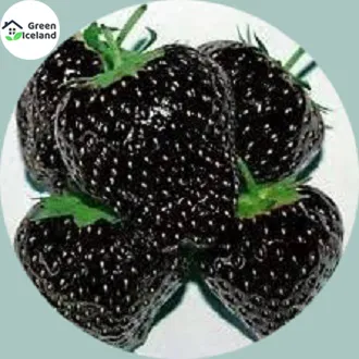 Organic%20Black%20Strawberry%20Seeds(%E0%A6%95%E0%A6%BE%E0%A6%B2%E0%A7%8B%20%E0%A6%B8%E0%A7%8D%E0%A6%9F%E0%A7%8D%E0%A6%B0%E0%A6%AC%E0%A7%87%E0%A6%B0%E0%A6%BF%20%E0%A6%AC%E0%A7%80%E0%A6%9C)%20-%2030%20Pcs%20Seeds%20-%20Image%202