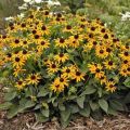Rudbekia Flower Seed - 25/50 pcs Seed Rudbekia Hirta Coneflower Seed - রুদবেকিয়া ফুলের বীজ.