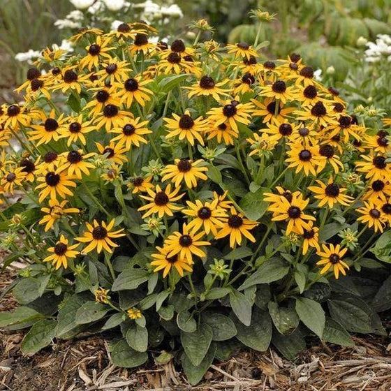 Rudbekia%20Flower%20Seed%20-%2025/50%20pcs%20Seed%20Rudbekia%20Hirta%20Coneflower%20Seed%20-%20%E0%A6%B0%E0%A7%81%E0%A6%A6%E0%A6%AC%E0%A7%87%E0%A6%95%E0%A6%BF%E0%A7%9F%E0%A6%BE%20%E0%A6%AB%E0%A7%81%E0%A6%B2%E0%A7%87%E0%A6%B0%20%E0%A6%AC%E0%A7%80%E0%A6%9C%20-%20Image%203