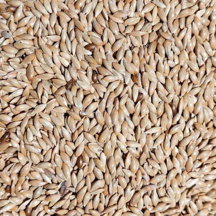 Bird%20Food%20Fresh%20Canary%20Seeds%20For%20Birds%20-%20500g%20-%20Image%202