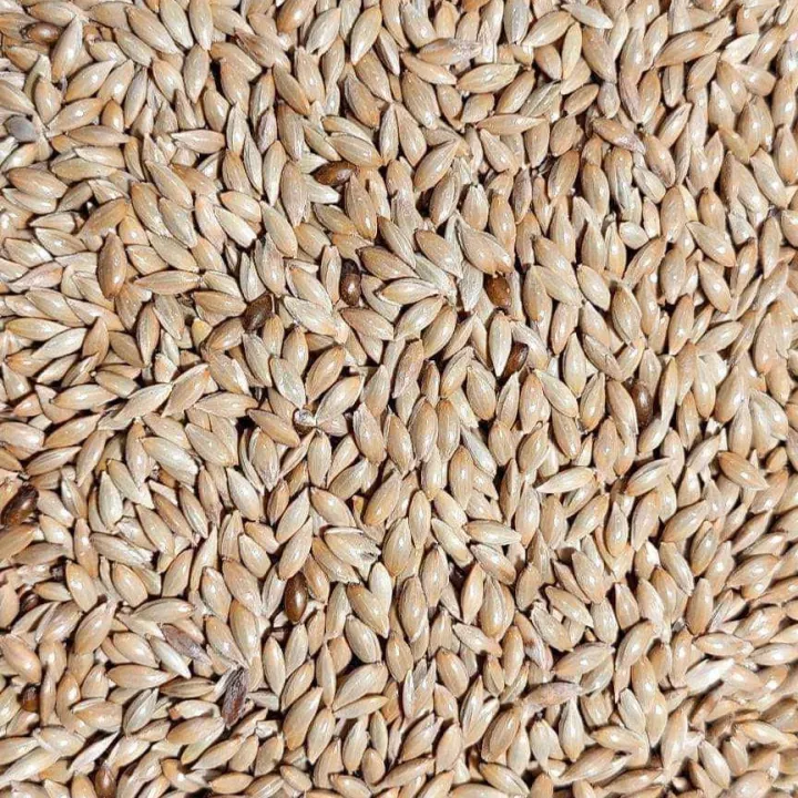 Bird%20Food%20Fresh%20Canary%20Seeds%20For%20Birds%20-%201kg%20-%20Image%202