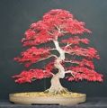 Canada Mini Red Maple Bonsai Garden Diy Bonsai Maple Tree-15 Pcs Seeds.