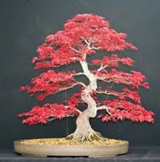 Canada%20Mini%20Red%20Maple%20Bonsai%20Garden%20Diy%20Bonsai%20Maple%20Tree-15%20Pcs%20Seeds%20-%20Image%203
