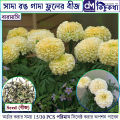 সাদা গাদা ফুল / Marigold White Color Flower Seed  - 15/30 Pcs Seed For All Season Imported Hybrid Seed. 