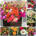 Global Mix 10 Colour Portulaca/moss rose  Flower 50 pcs Seeds. 