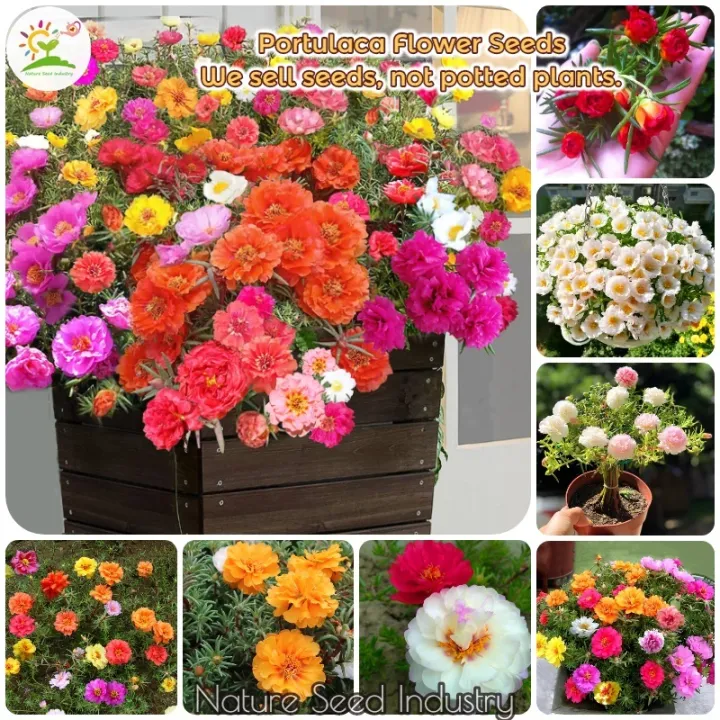 Global%20Mix%2010%20Colour%20Portulaca/moss%20rose%20%20Flower%2050%20pcs%20Seeds%20-%20Image%204