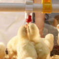 20pcs Chicken Clip Nipple drinker. 