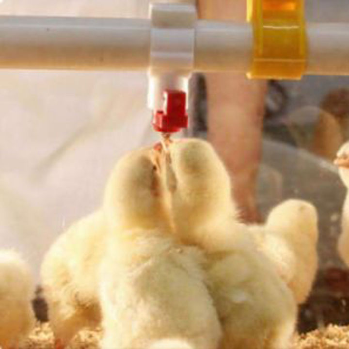 20pcs%20Chicken%20Clip%20Nipple%20drinker%20-%20Image%209
