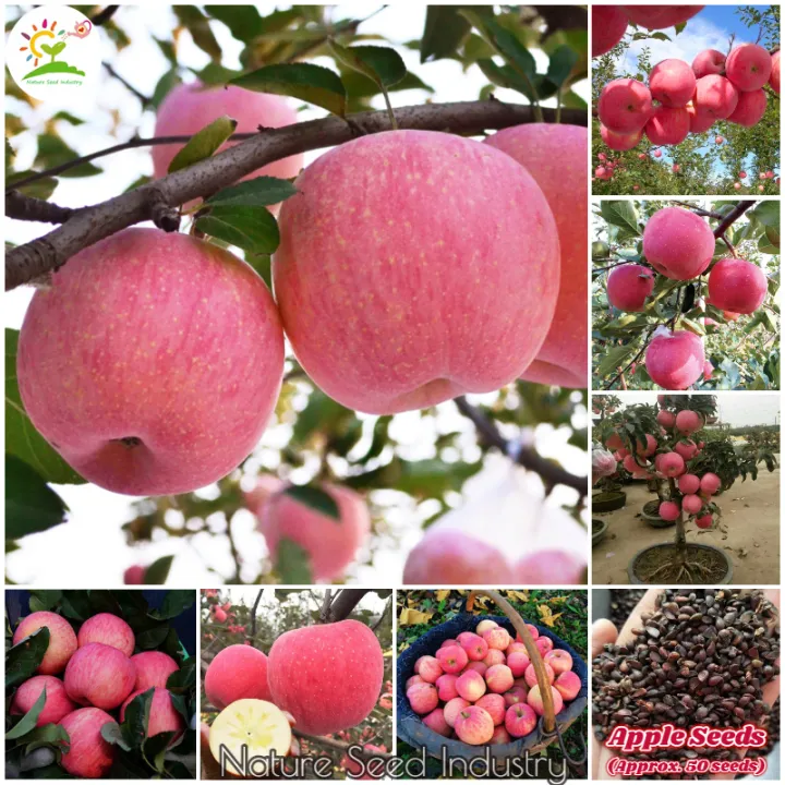 All%20Season%20Global%20Apple%20Tree%20Seeds%20-15Pcs%20Seeds%20-%20Image%202