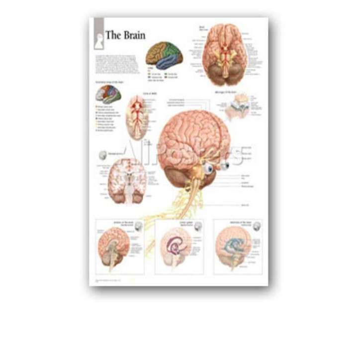 Human%20Body%20Organs%20Chart%20Poster%20Map%20Silk%20Painting%20Wall%20Pictures%20for%20Medical%20Education%20Doctors%20Office%20Classroom%20Home%20Decor%20-%20Image%209