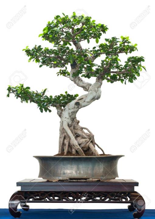 Chinese Bot Tree Seeds- 10Pcs seeds Global | Daraz.com.bd
