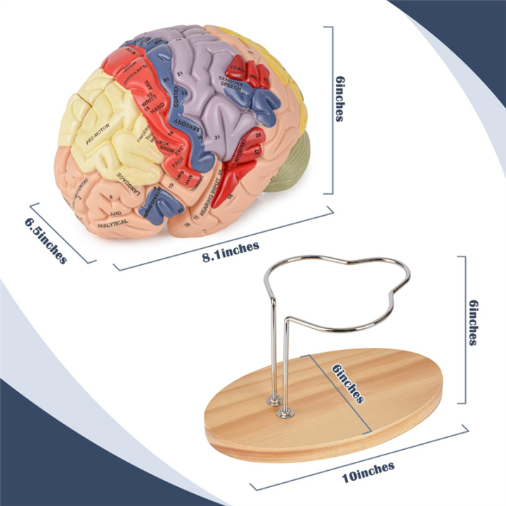 Human%20Brain%20Model%20for%20Neuroscience,%20Brain%20Anatomy%20Model%20Brain%20Model%20Brain%20Functional%20Partitioning%20+Study%20Guide%20-%20Image%202