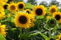 সূর্যমুখি / Sunflower Seed - 25/50/100+ pcs Hybrid Seed All Season.