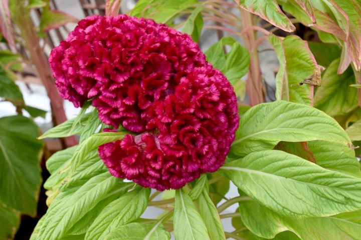 Celosia/Coxcomb%20Flower%20Seed%20-%2025/50%20pcs%20Seed%20of%20Coxcomb%20Cristata%20Flower%20%20Hybrid%20All%20Season%20-%20Image%204