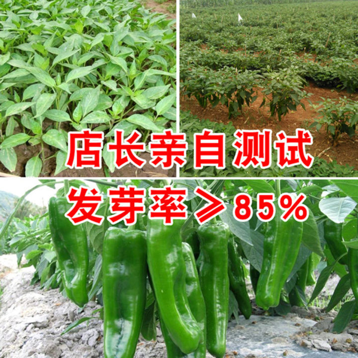 Global%20Big%20Banana%20Green%20Chilli%20%20Seeds%20(All%20Season)%20-%2020Pcs%20Seeds%20-%20Image%203