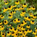 Rudbekia Flower Seed - 25/50 pcs Seed Rudbekia Hirta Coneflower Seed - রুদবেকিয়া ফুলের বীজ.