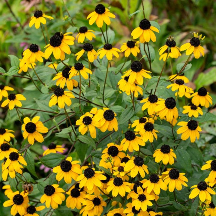 Rudbekia%20Flower%20Seed%20-%2025/50%20pcs%20Seed%20Rudbekia%20Hirta%20Coneflower%20Seed%20-%20%E0%A6%B0%E0%A7%81%E0%A6%A6%E0%A6%AC%E0%A7%87%E0%A6%95%E0%A6%BF%E0%A7%9F%E0%A6%BE%20%E0%A6%AB%E0%A7%81%E0%A6%B2%E0%A7%87%E0%A6%B0%20%E0%A6%AC%E0%A7%80%E0%A6%9C%20-%20Image%206