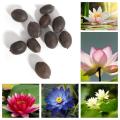 Exceptional Quality - Sholdnat 5 Piece Seed Dwarf Padma Flower Mixed Color Small Water Lily Flower Seed Aquatic Plant - Sustainable Option.