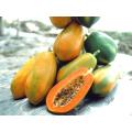 10 Pcs Yellow Gold Papaya Seeds- 10 Pcs SeedS (Imported Global Seeds ).