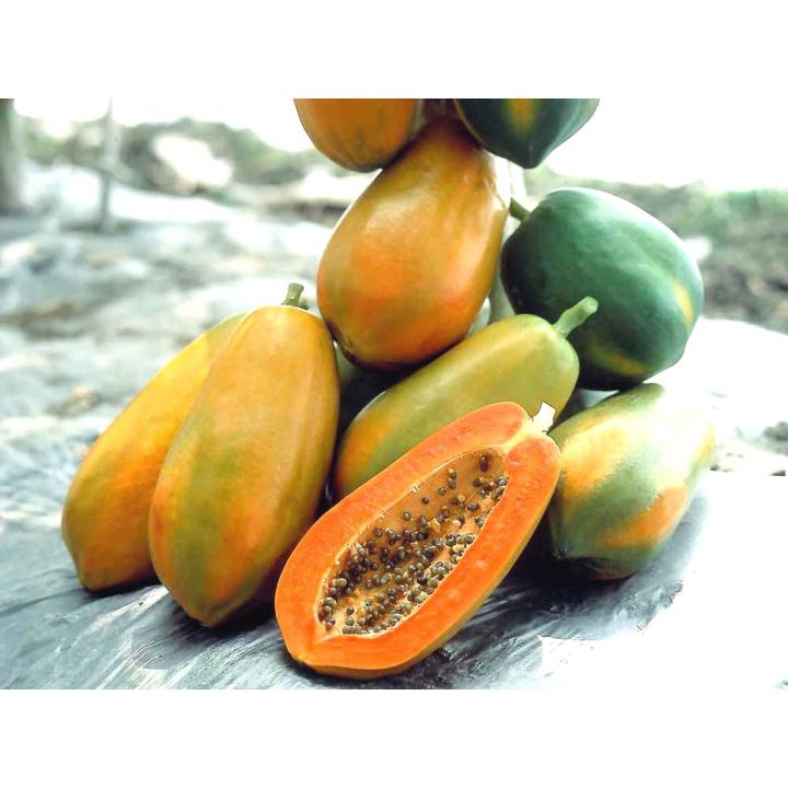 10 Pcs Yellow Gold Papaya Seeds- 10 Pcs SeedS (Imported Global Seeds )