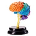 Human Brain Model Disassembled Educational Toy Brain Model Anatomy for Teaching Model. 