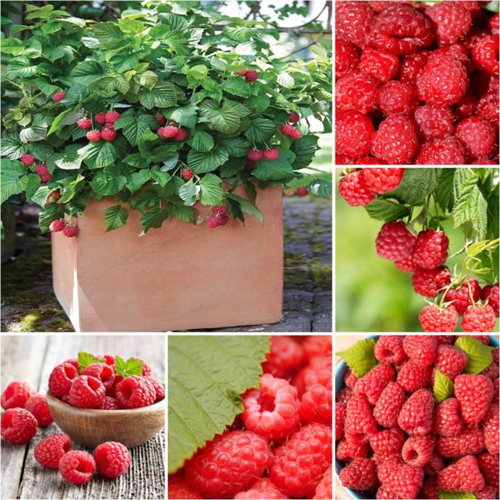 20 Pcs Giant Red Raspberry Bonsais Garden Fruit Plant, Juicy And ...