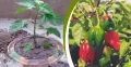নাগা / বোম্বাই মরিচের - ১০/২০ টি বীজ - অনেক বেশি ঝাঝালো ও হালকা সুগন্ধ যুক্ত মরিচের বীজ - Bombai / Naga Chili Seed.