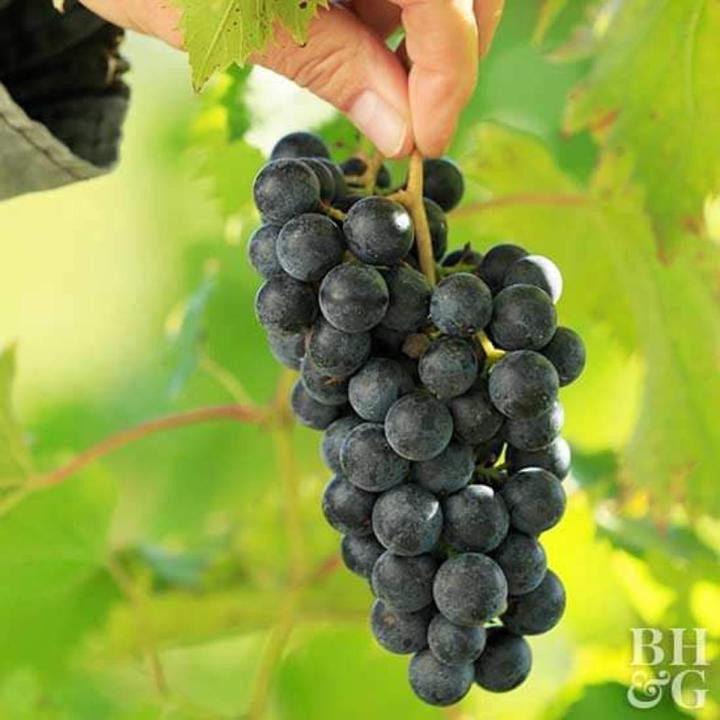 20+Pcs Sweet Black Finger Grape America Giant Grape Bonsai Edible ...