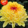 Chrysanthemum Flower Seeds for  Potted Plants-10pcs. 