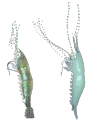 Soft Luminous Shrimp Lure1pc.