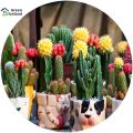 All Season Rare Cactus Plants Bonsai Seeds - 10 Pcs Seeds. 