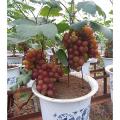 Global Miniature Red Grape Seeds - 20 Pcs Seeds.