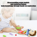 GC Human Body Model Organ Anatomy Plush Toy Learning Organ Teaching Tool Plush Doll Gifts For Preschool Boys Girls.