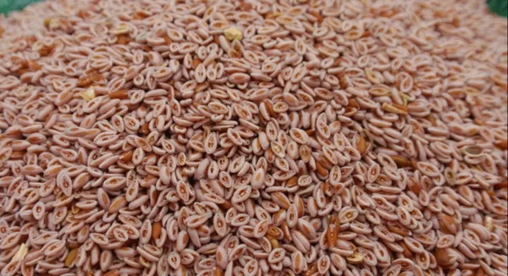 Isobgul%20Dana/Isubgul%20/%20Psyllium%20Husk/%20Isobgul%20Dana-%20200%20gm%20-%20Image%203