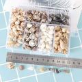 About 100Pcs/Box Natural Conch Shells Aquarium Landscape Seashells Crafts Decor Cherry Super Store. 