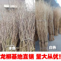 [Dragon Willow Dried Branches] Curved Willow Branches Extra Long 1.5 Meters Natural Dried Bouquet Dried Branches for Home Decoration. 